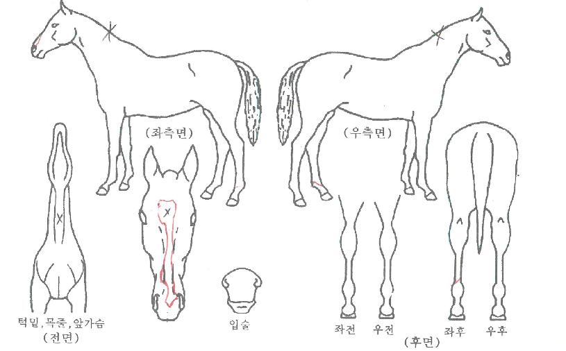 �����ڸ��� ����,���,�޸�,�λ�,�ٸ��� Ư¡����