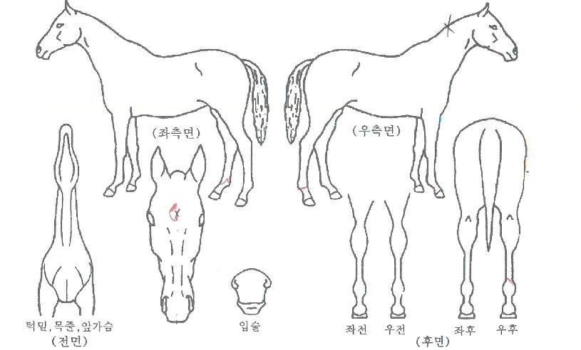 ÆÅ½º·¹ÄÚµåÀÇ Ãø¸é,¿ì¸é,µÞ¸é,µÎ»ó,´Ù¸®ÀÇ Æ¯Â¡µµÇØ