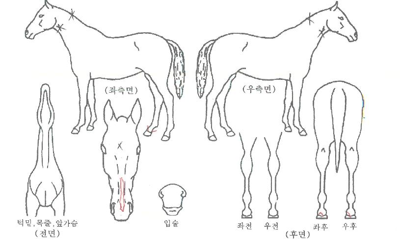 ±¤¸¶ÅõÀÇ Ãø¸é,¿ì¸é,µÞ¸é,µÎ»ó,´Ù¸®ÀÇ Æ¯Â¡µµÇØ