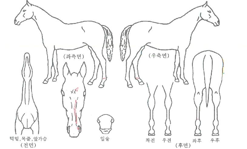 �߸���Ÿ�� ����,���,�޸�,�λ�,�ٸ��� Ư¡����