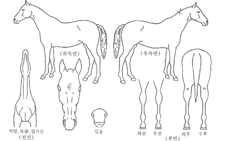 ����ѴϹ��� ����,���,�޸�,�λ�,�ٸ��� Ư¡����