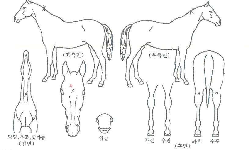 �����Ʈ�븮�ڸ��� ����,���,�޸�,�λ�,�ٸ��� Ư¡����