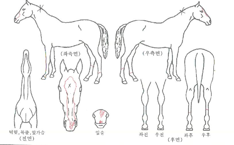 ºòÇÈóÀÇ Ãø¸é,¿ì¸é,µÞ¸é,µÎ»ó,´Ù¸®ÀÇ Æ¯Â¡µµÇØ