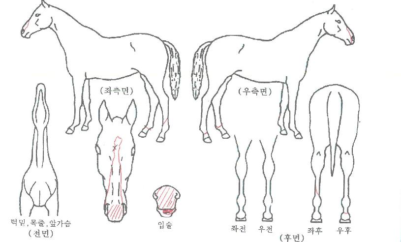 ������ ����,���,�޸�,�λ�,�ٸ��� Ư¡����