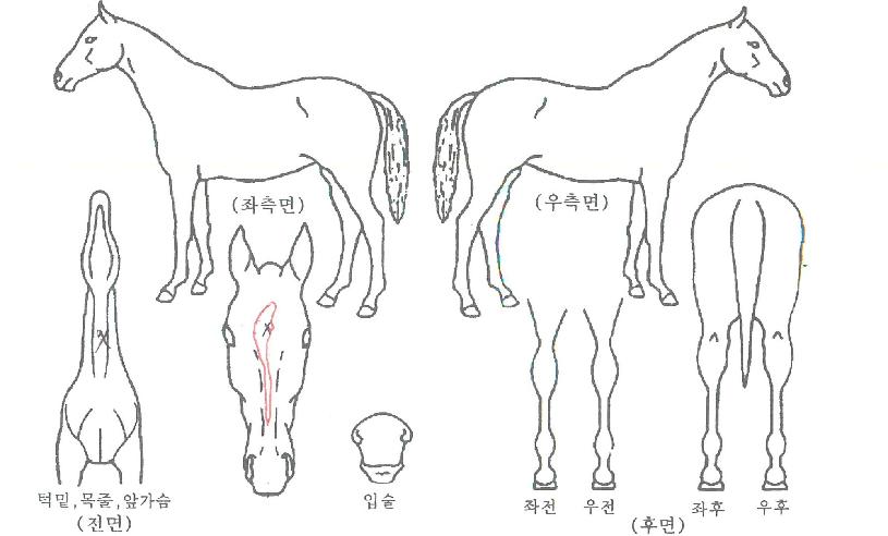 ¶ó¿ÂŸ¿îÀÇ Ãø¸é,¿ì¸é,µÞ¸é,µÎ»ó,´Ù¸®ÀÇ Æ¯Â¡µµÇØ