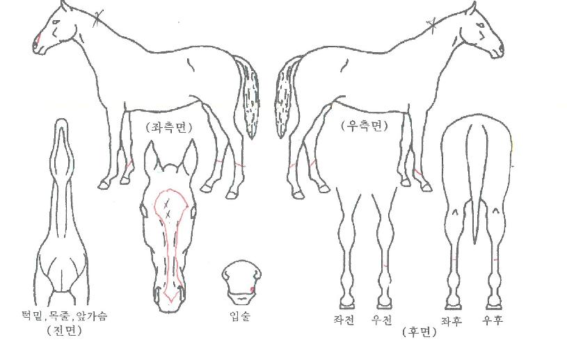 ��콺���� ����,���,�޸�,�λ�,�ٸ��� Ư¡����