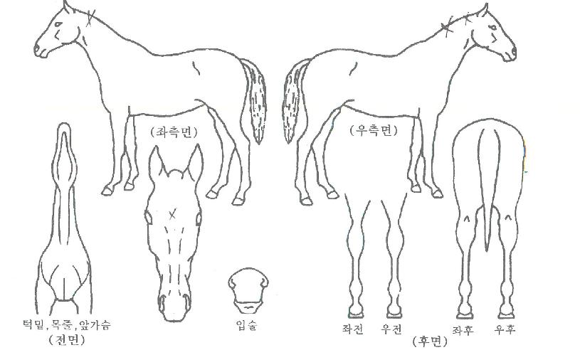 ��ũ���� ����,���,�޸�,�λ�,�ٸ��� Ư¡����