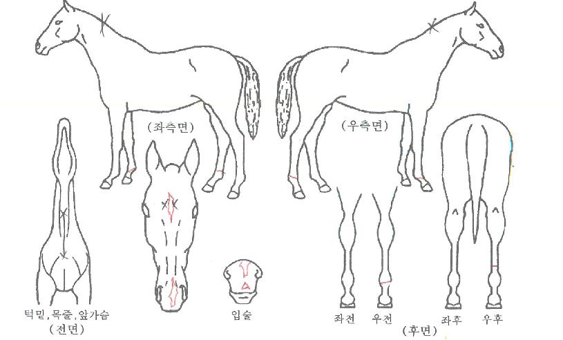 �丣�𵵷����� ����,���,�޸�,�λ�,�ٸ��� Ư¡����