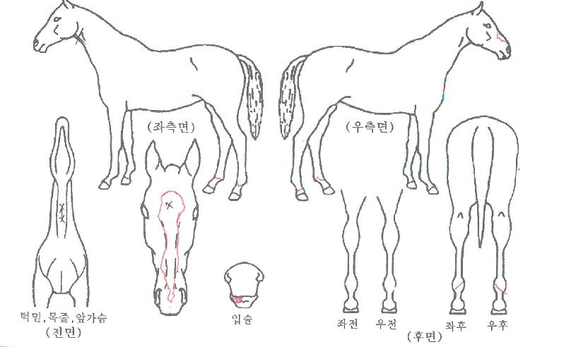 �����׸����� ����,���,�޸�,�λ�,�ٸ��� Ư¡����