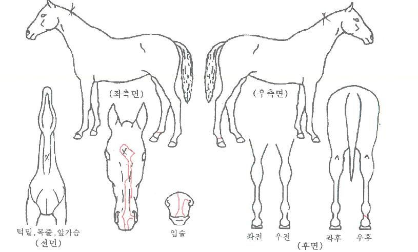 ���̾��� ����,���,�޸�,�λ�,�ٸ��� Ư¡����