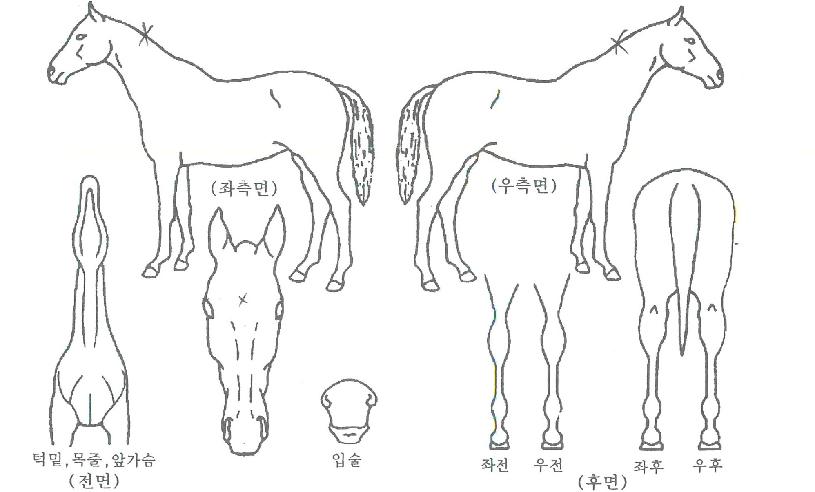 ¿ø´õÄÉÀÌÀÇ Ãø¸é,¿ì¸é,µÞ¸é,µÎ»ó,´Ù¸®ÀÇ Æ¯Â¡µµÇØ