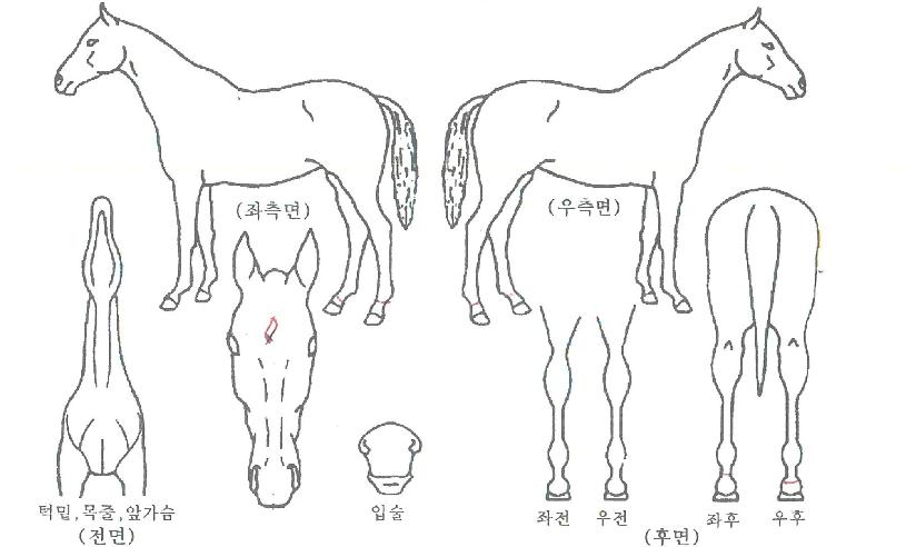 ÄÚ¸®¾Æ´ëÀåºÎÀÇ Ãø¸é,¿ì¸é,µÞ¸é,µÎ»ó,´Ù¸®ÀÇ Æ¯Â¡µµÇØ