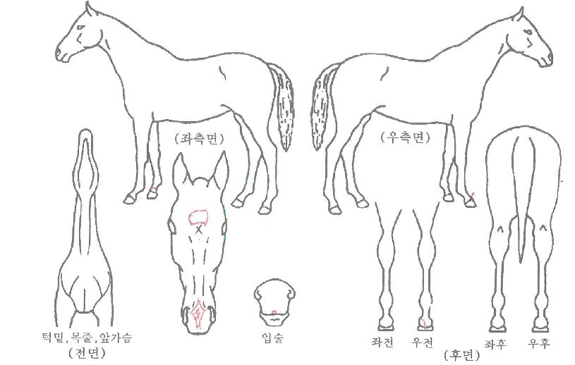 ³í½ºÅéÇöóÀ×ÀÇ Ãø¸é,¿ì¸é,µÞ¸é,µÎ»ó,´Ù¸®ÀÇ Æ¯Â¡µµÇØ