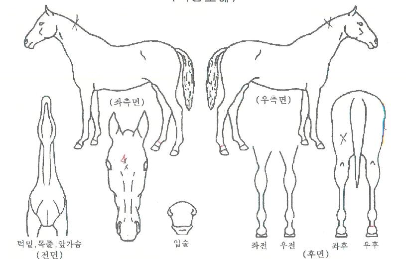 �и����Ʈ�� ����,���,�޸�,�λ�,�ٸ��� Ư¡����