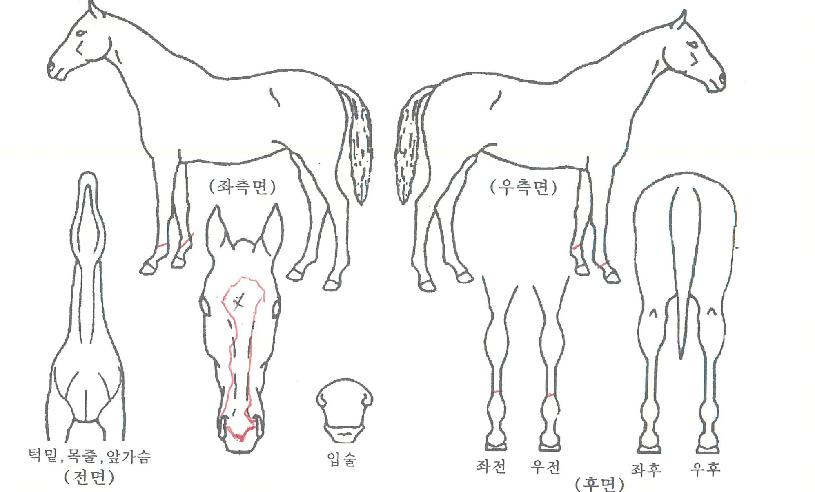 ž¶óÀÎÀÇ Ãø¸é,¿ì¸é,µÞ¸é,µÎ»ó,´Ù¸®ÀÇ Æ¯Â¡µµÇØ