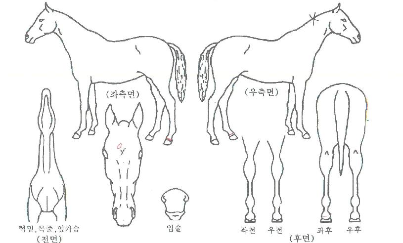 ¶ó½ºÆ®¸ÅÁ÷ÀÇ Ãø¸é,¿ì¸é,µÞ¸é,µÎ»ó,´Ù¸®ÀÇ Æ¯Â¡µµÇØ