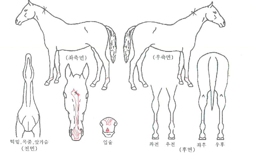 ��Ű�ڵ��ڸ��� ����,���,�޸�,�λ�,�ٸ��� Ư¡����