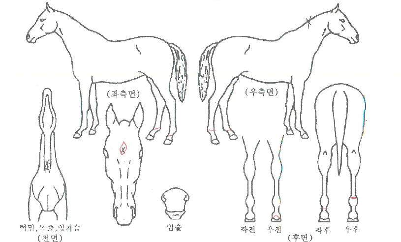 Æ÷¿¡¹ö¿µÀÇ Ãø¸é,¿ì¸é,µÞ¸é,µÎ»ó,´Ù¸®ÀÇ Æ¯Â¡µµÇØ