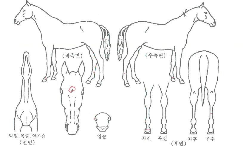 �����ϳ��� ����,���,�޸�,�λ�,�ٸ��� Ư¡����