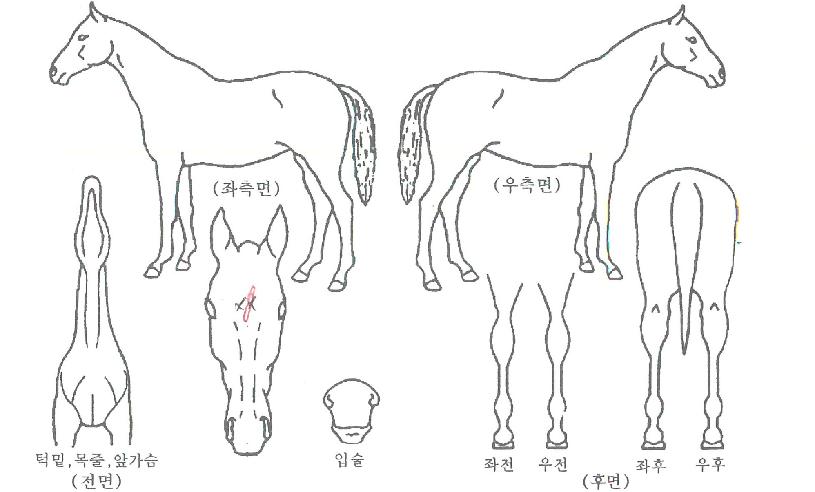 üũ����Ʈ�� ����,���,�޸�,�λ�,�ٸ��� Ư¡����