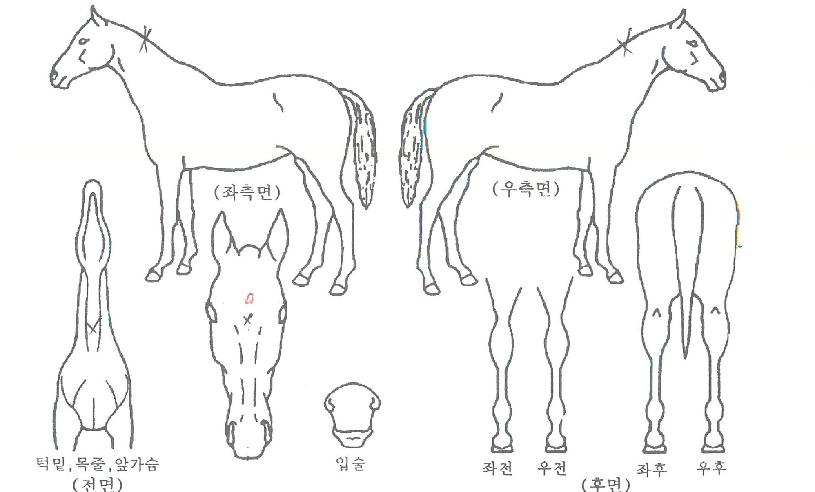 ¹«Àû³ªÀ̽ºÀÇ Ãø¸é,¿ì¸é,µÞ¸é,µÎ»ó,´Ù¸®ÀÇ Æ¯Â¡µµÇØ