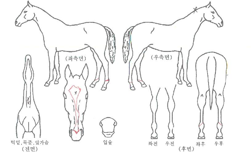 ��ŰŸ�� ����,���,�޸�,�λ�,�ٸ��� Ư¡����