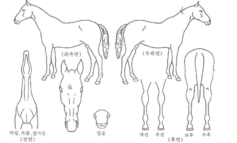 ºí·¢ÆÄƼÀÇ Ãø¸é,¿ì¸é,µÞ¸é,µÎ»ó,´Ù¸®ÀÇ Æ¯Â¡µµÇØ