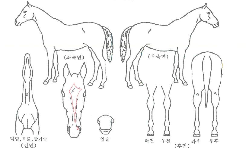 ����ְ��� ����,���,�޸�,�λ�,�ٸ��� Ư¡����