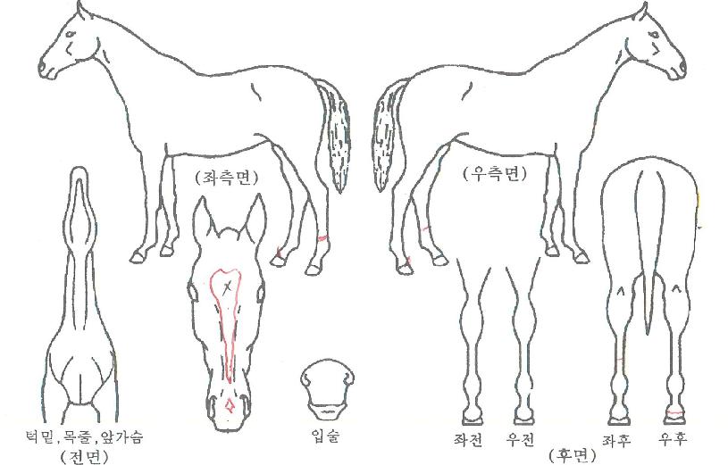 õ���ְ��� ����,���,�޸�,�λ�,�ٸ��� Ư¡����