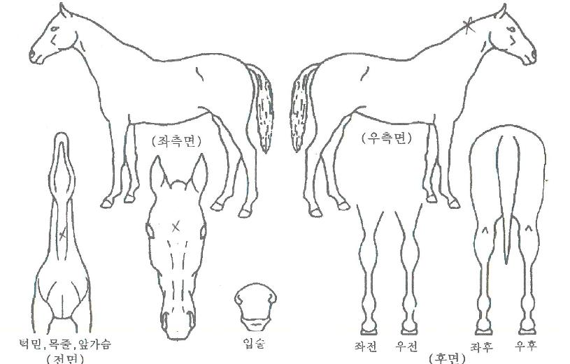 �ε����� ����,���,�޸�,�λ�,�ٸ��� Ư¡����