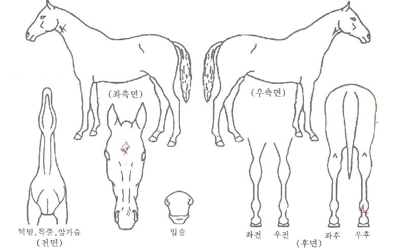 �׷��������ڸ��� ����,���,�޸�,�λ�,�ٸ��� Ư¡����