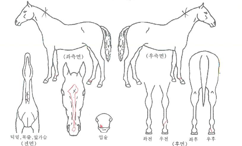 ť�ǵ��屺�� ����,���,�޸�,�λ�,�ٸ��� Ư¡����