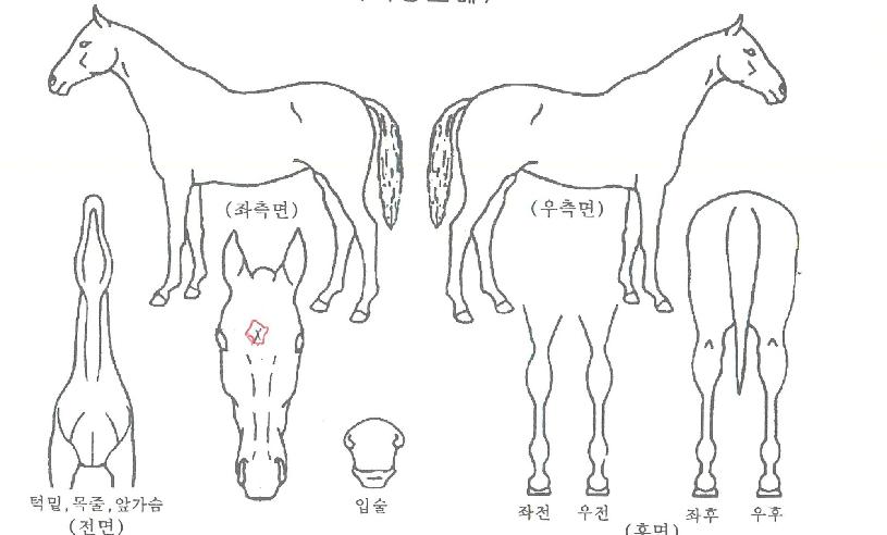 ����Ǯ������ ����,���,�޸�,�λ�,�ٸ��� Ư¡����