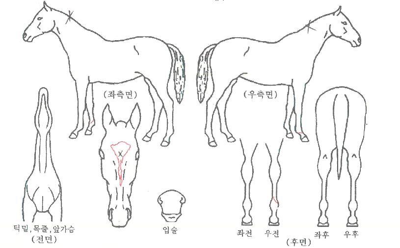 ����Ǯ������ ����,���,�޸�,�λ�,�ٸ��� Ư¡����