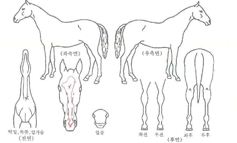 Èï±úºñÀÇ Ãø¸é,¿ì¸é,µÞ¸é,µÎ»ó,´Ù¸®ÀÇ Æ¯Â¡µµÇØ