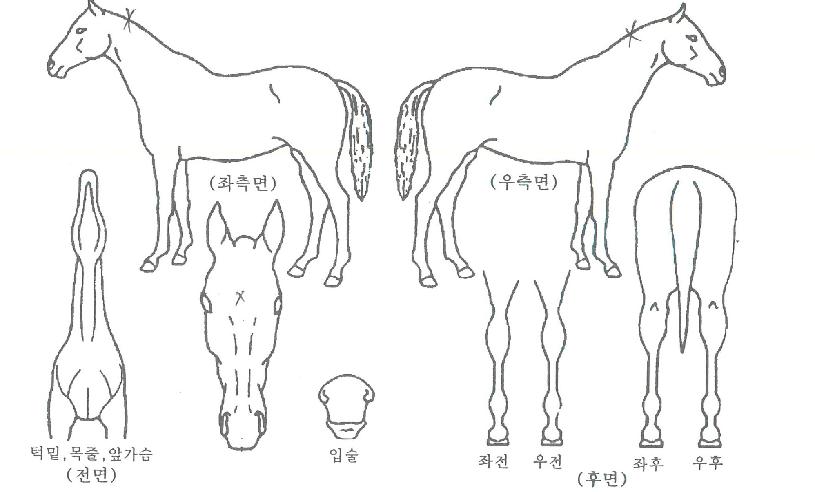 �븶�ʽ��ڸ��� ����,���,�޸�,�λ�,�ٸ��� Ư¡����