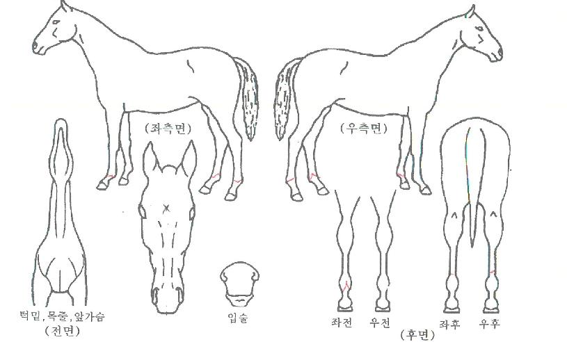 ¼ÒÁßÇѼ±¹°ÀÇ Ãø¸é,¿ì¸é,µÞ¸é,µÎ»ó,´Ù¸®ÀÇ Æ¯Â¡µµÇØ