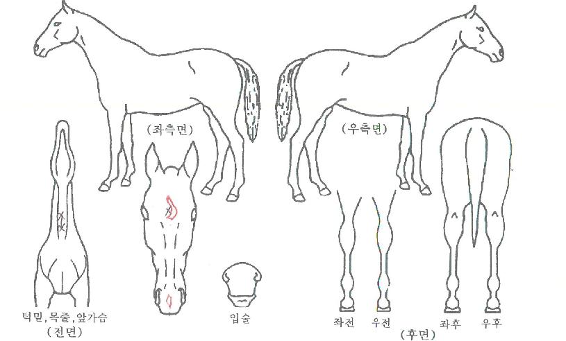 ��ٸ����� ����,���,�޸�,�λ�,�ٸ��� Ư¡����