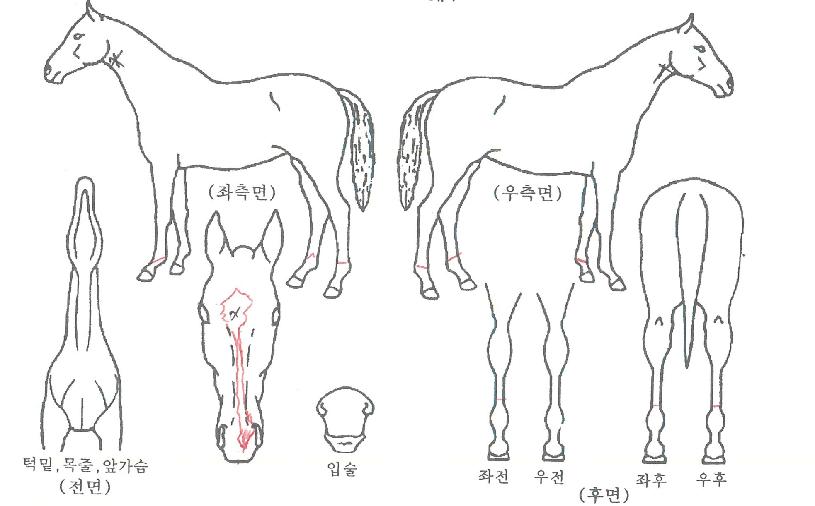 õ���� ����,���,�޸�,�λ�,�ٸ��� Ư¡����