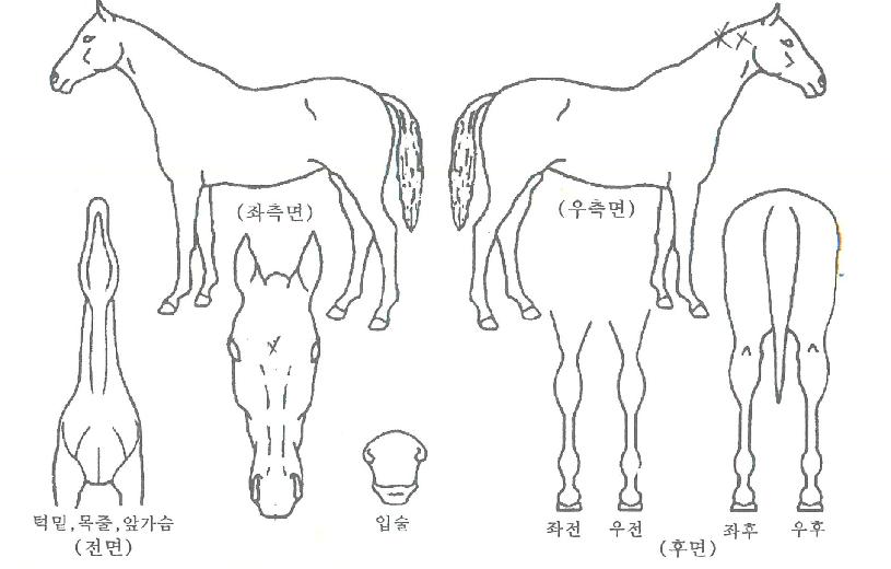 �����������ڸ��� ����,���,�޸�,�λ�,�ٸ��� Ư¡����