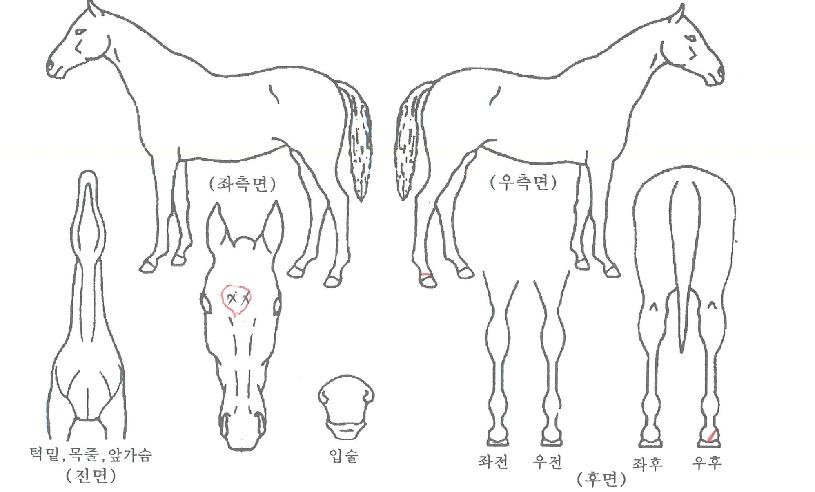 ��췯���� ����,���,�޸�,�λ�,�ٸ��� Ư¡����