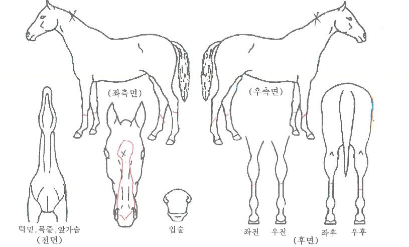 ������̾��ڸ��� ����,���,�޸�,�λ�,�ٸ��� Ư¡����