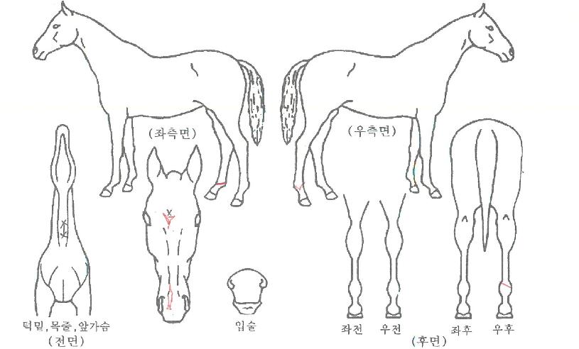 �̱淡���� ����,���,�޸�,�λ�,�ٸ��� Ư¡����