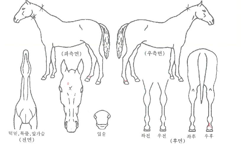 Ŭ����ֺ��� ����,���,�޸�,�λ�,�ٸ��� Ư¡����