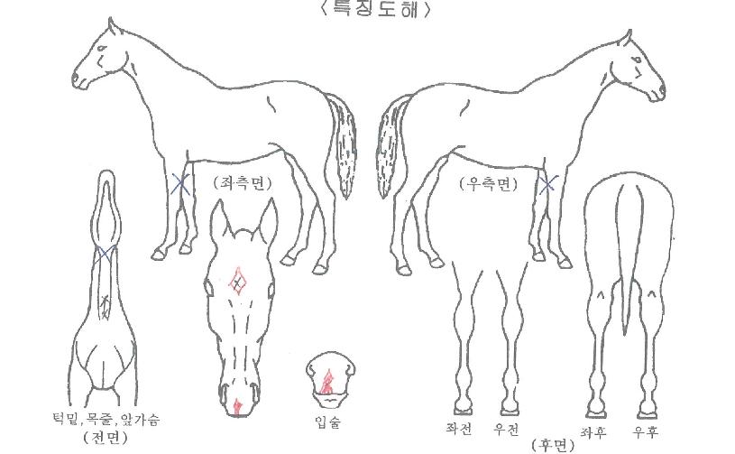 Çϳª¹ÌÄ¡ÀÇ Ãø¸é,¿ì¸é,µÞ¸é,µÎ»ó,´Ù¸®ÀÇ Æ¯Â¡µµÇØ