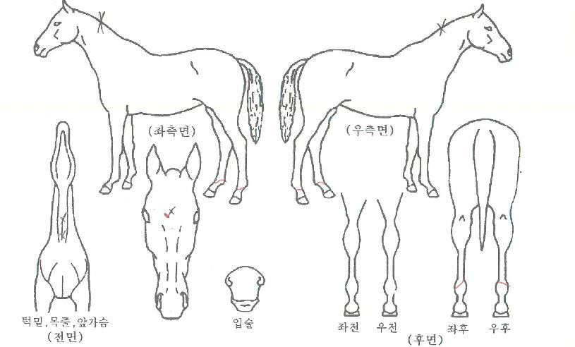 ������� ����,���,�޸�,�λ�,�ٸ��� Ư¡����