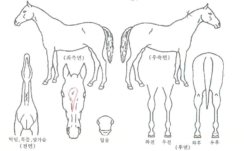 °ñµåÆÄÅ©ÀÇ Ãø¸é,¿ì¸é,µÞ¸é,µÎ»ó,´Ù¸®ÀÇ Æ¯Â¡µµÇØ