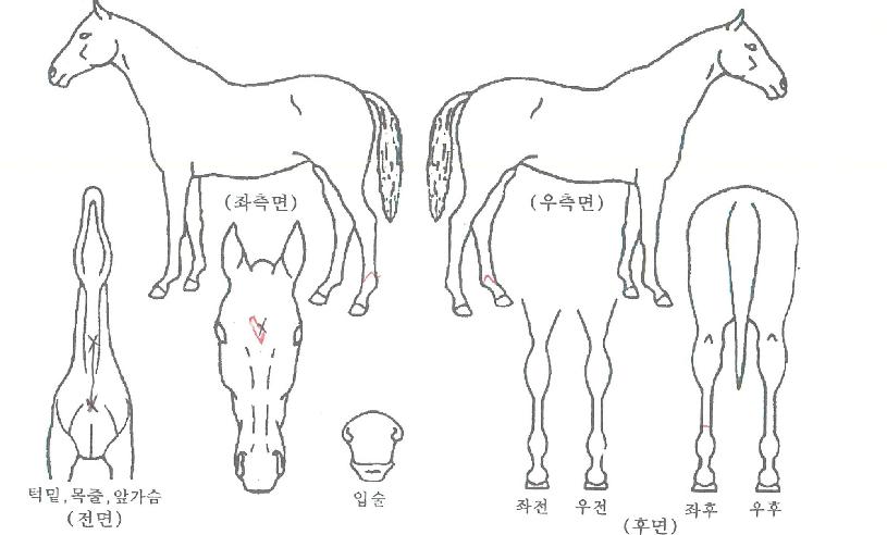 �÷���ŷ�� ����,���,�޸�,�λ�,�ٸ��� Ư¡����