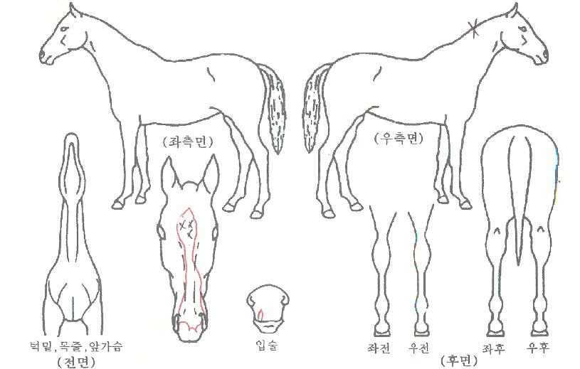 �ӽ�Ʈ������ ����,���,�޸�,�λ�,�ٸ��� Ư¡����