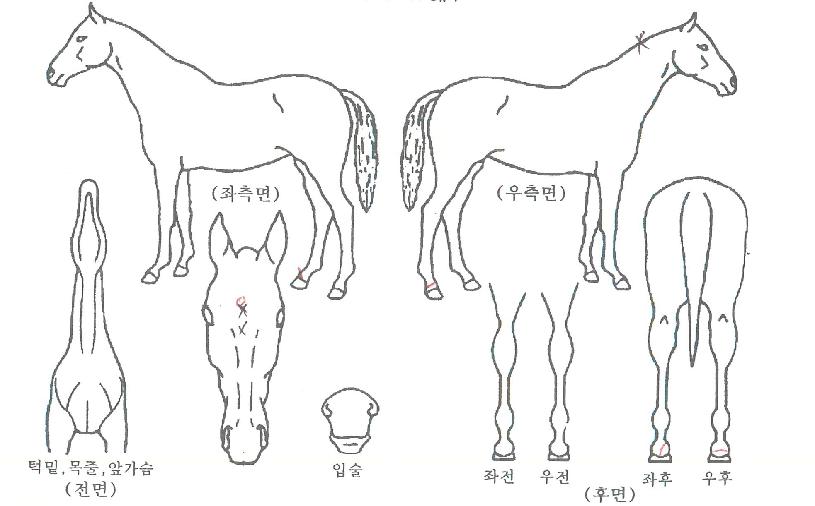 ����Ʈ�帲�� ����,���,�޸�,�λ�,�ٸ��� Ư¡����